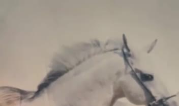 ویدئوی آموزش نگهداری و سلامت اسب
