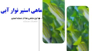 پاورپوینت معرفی ماهی اسنپر نوار آبی