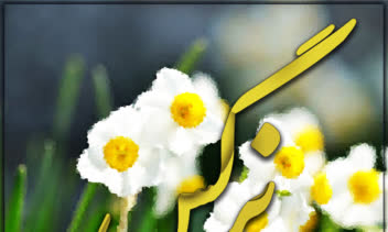 کالیگرافی اسم نرگس و طراحی پست اینستاگرام