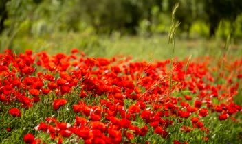 عکاسی طبیعت