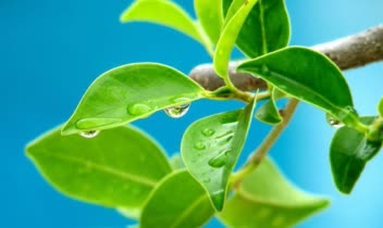 nature-1.jpg