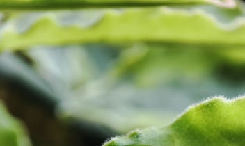عکاسی ماکروگرافی