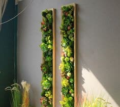 طراحی دیوار سبز برای پاسیو دانشکده کشاورزی