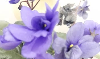 متن فارسی و انگلیسی با صدای مهناز شهبازی