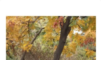 عکاسی شخصی- عکاس کاپل- عکاسی فضای باز-
