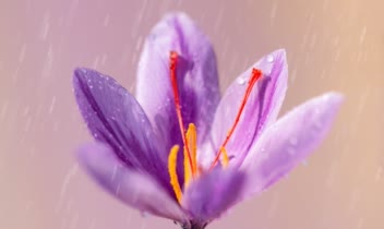 عکاسی صنعتی تبلیغاتی زعفران بام