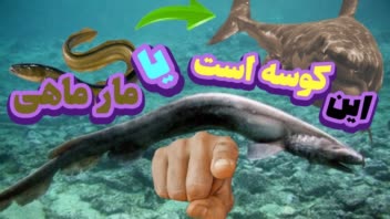 دراین نمونه کار ویدیو های ادیت شود و همین تور تامنیل های من رو می بینید