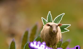 دراین نمونه کار ویدیو های ادیت شود و همین تور تامنیل های من رو می بینید