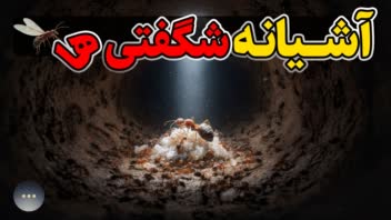 کلونی مورچه: سلسله ای که متوقف نمی‌شود