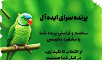 طراحی لوگو و کارت ویزیت برای پرنده سرا