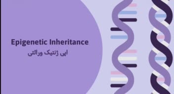 پاورپوینت مینیمال دانشگاهی با موضوع اپی ژنتیک