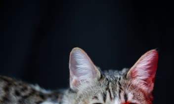 عکاسی پرتره از حیوانات خانگی (گربه)