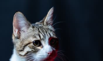 عکاسی پرتره از حیوانات خانگی (گربه)