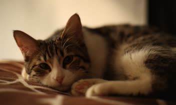 عکاسی پرتره از حیوانات خانگی (گربه)
