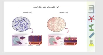 نمونه یک اسلاید پاورپوینت در زمینه زیست شناسی