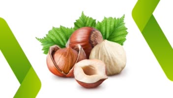طراحی سایت (UI) صادرات خشکبار بین المللی