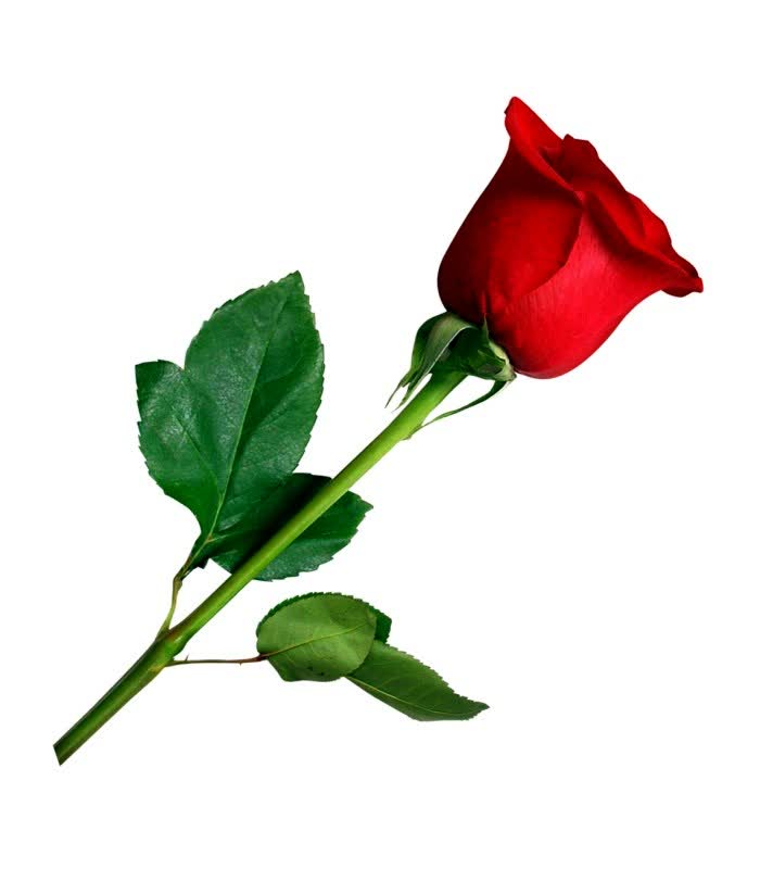 گل-رز.jpg