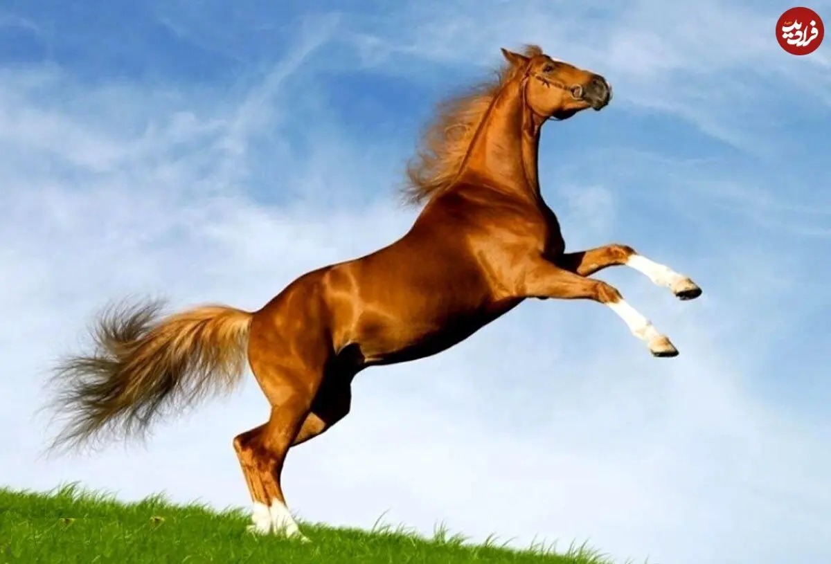 متن کوتاه انگلیسی به فارسی Horse General Features