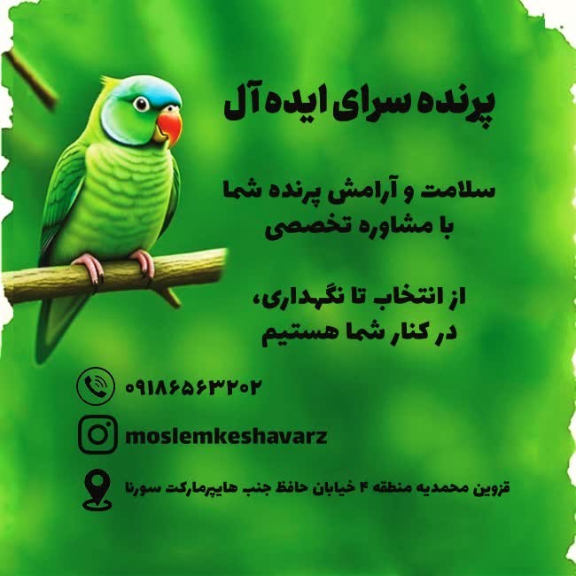 طراحی لوگو و کارت ویزیت برای پرنده سرا