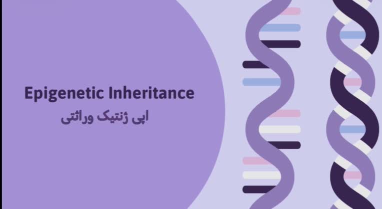 پاورپوینت مینیمال دانشگاهی با موضوع اپی ژنتیک