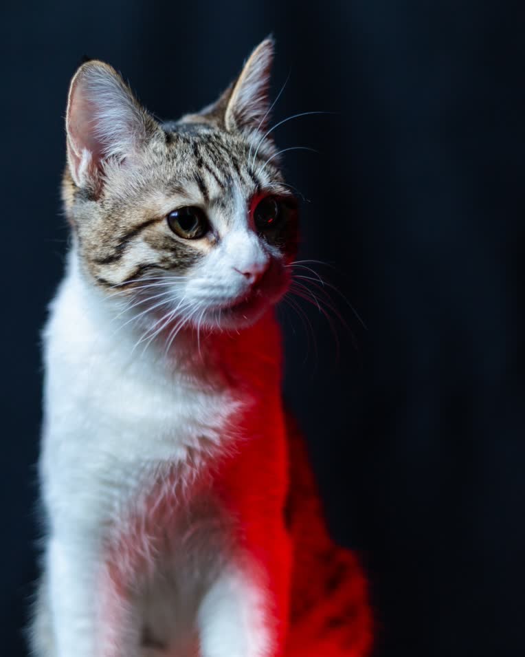 عکاسی پرتره از حیوانات خانگی (گربه)