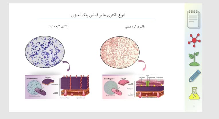 نمونه یک اسلاید پاورپوینت در زمینه زیست شناسی