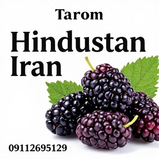 بنر تبلیغاتی در زمینه شاه توت طارم
