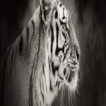 tigerdesignir
