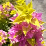Bahar.A