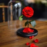 Majid.R