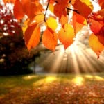 Behnam.B