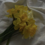 Narges.A