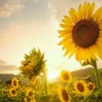 Nasrin.H