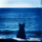 Fateme.S