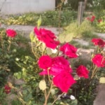 MohammadMahdi.Ch
